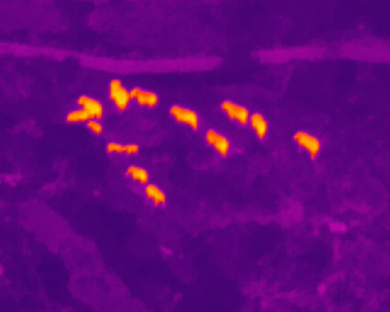 北移象群 大象（云南省森林消防总队供图）