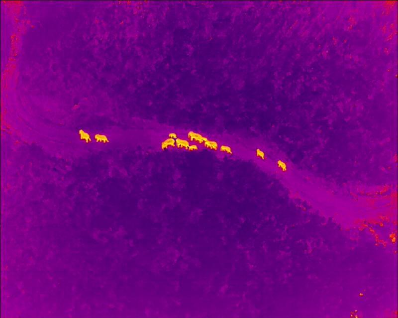 北移亚洲象群从红河州石屏县迁移至玉溪市元江县（云南省森林消防总队供图）