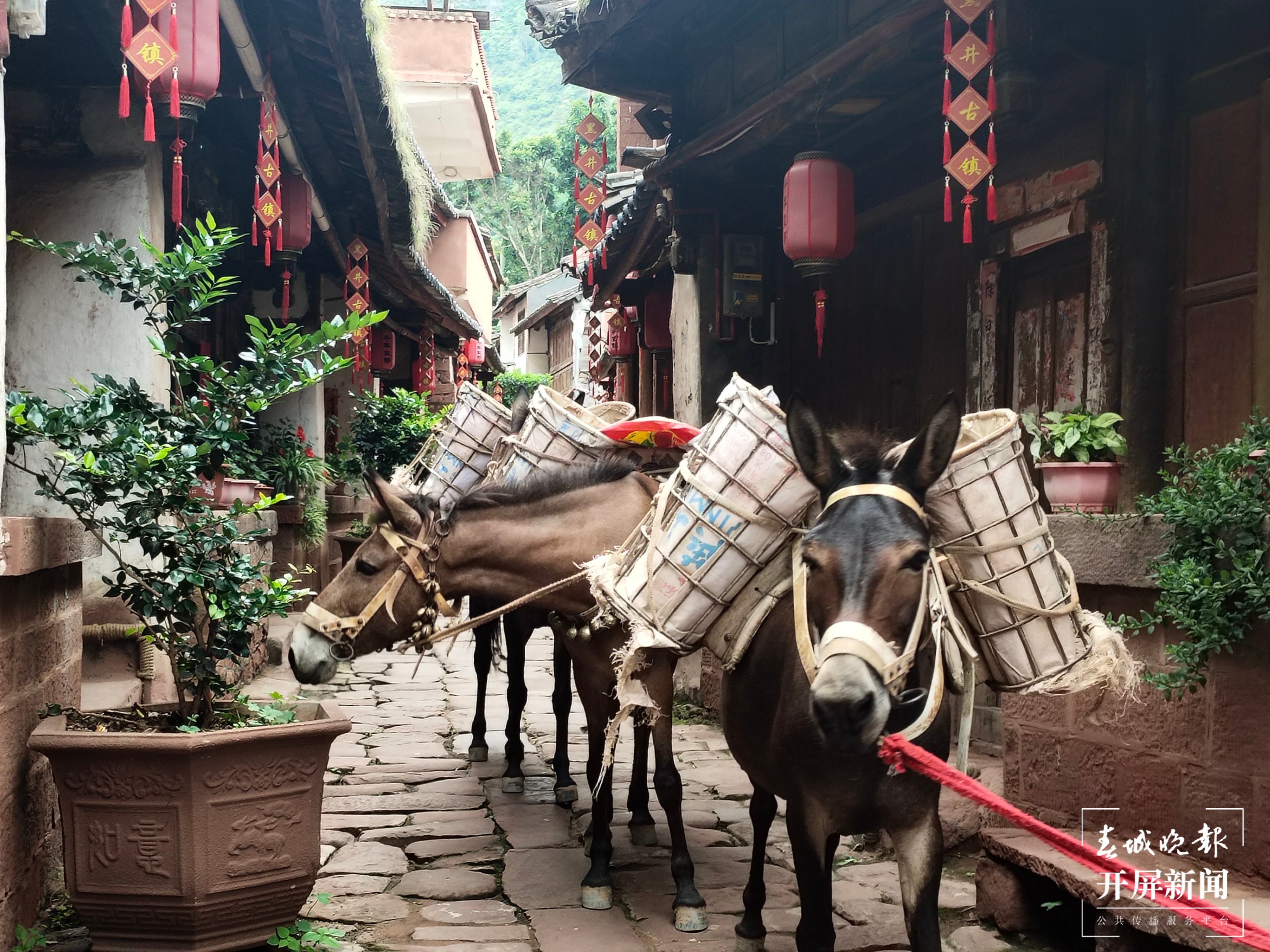 楚雄（春城晚报-开屏新闻记者 孙江荭 摄）