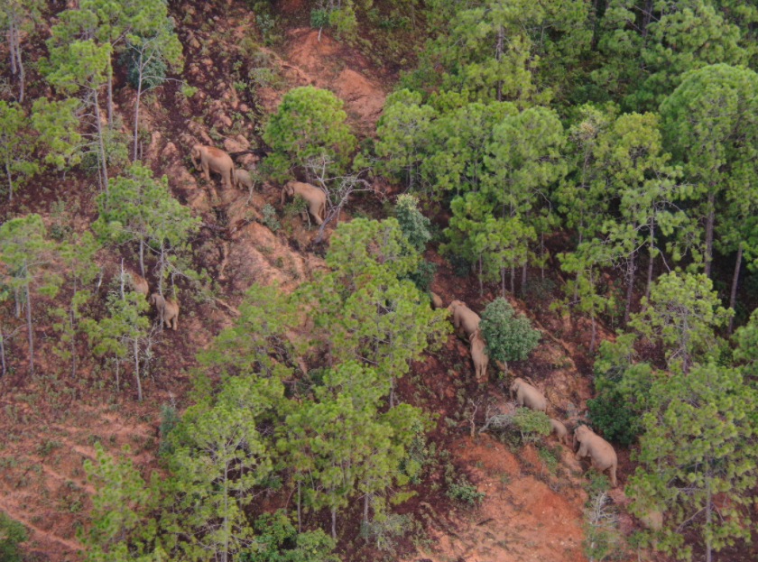 北移象群在玉溪元江5天，迂回移动43公里（云南省森林消防总队 供图）