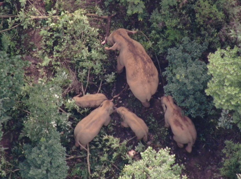 北移象群在玉溪元江5天，迂回移动43公里（云南省森林消防总队 供图）