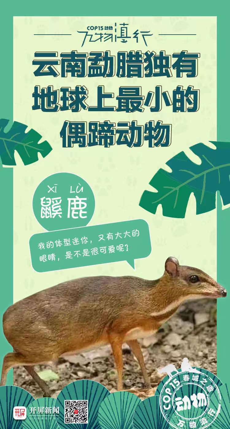 COP15 万物滇行 鼷鹿