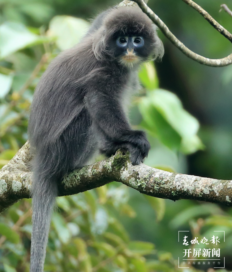 滇西秘境邂逅“大眼萌猴”——菲氏叶猴（春城晚报-开屏新闻记者 马楠 通讯员 郑山河 孙晓宏 摄）