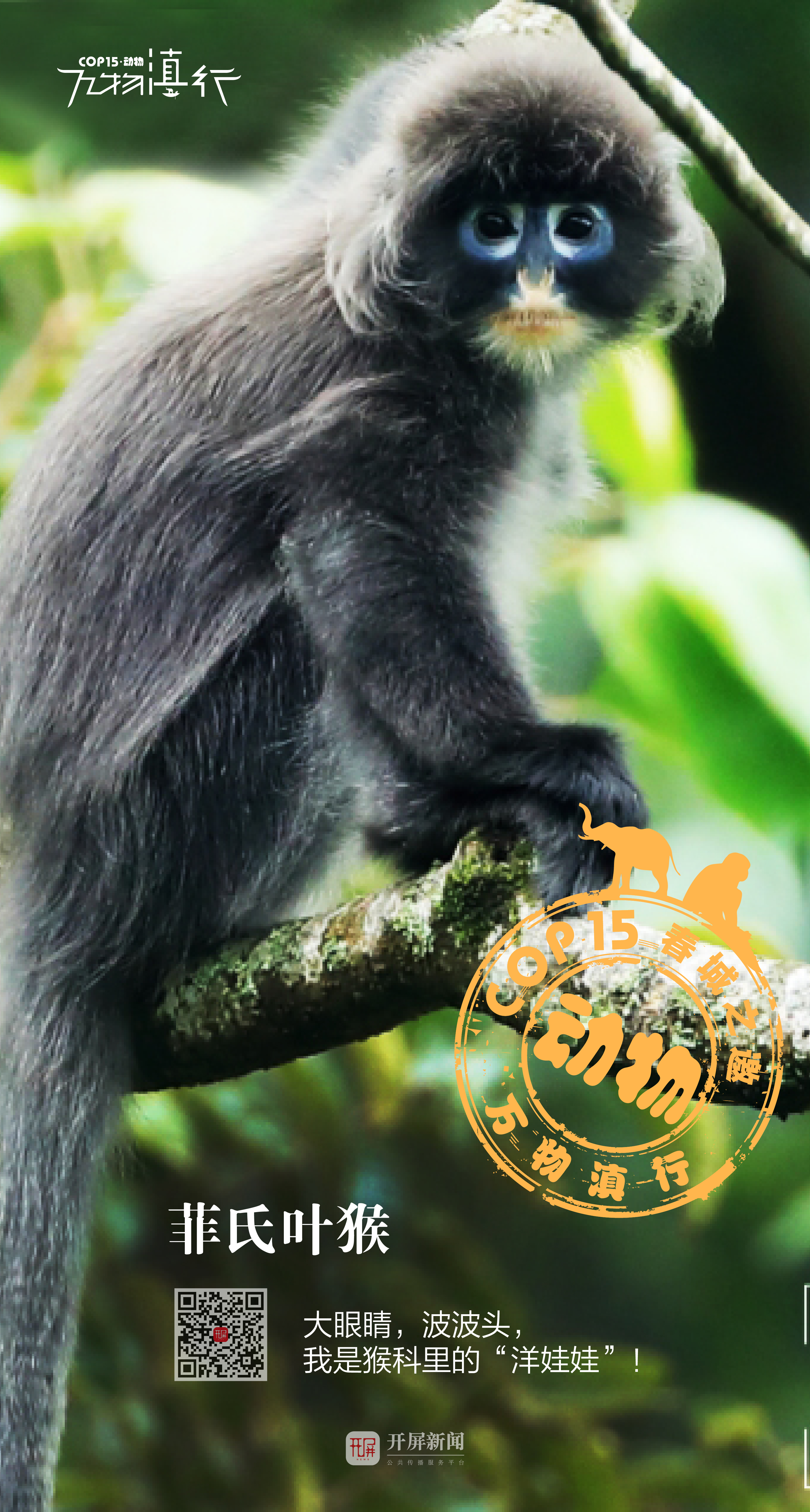 菲氏叶猴海报.jpeg