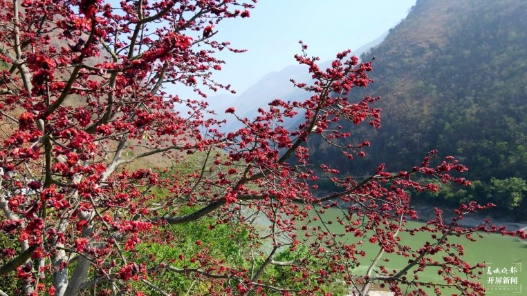 开屏云游 | 保山施甸：怒江两岸木棉花开，朵朵红艳灿若云霞 崔敏 通讯员 段晓波 杨磊 杨继泽 胡正飞 摄
