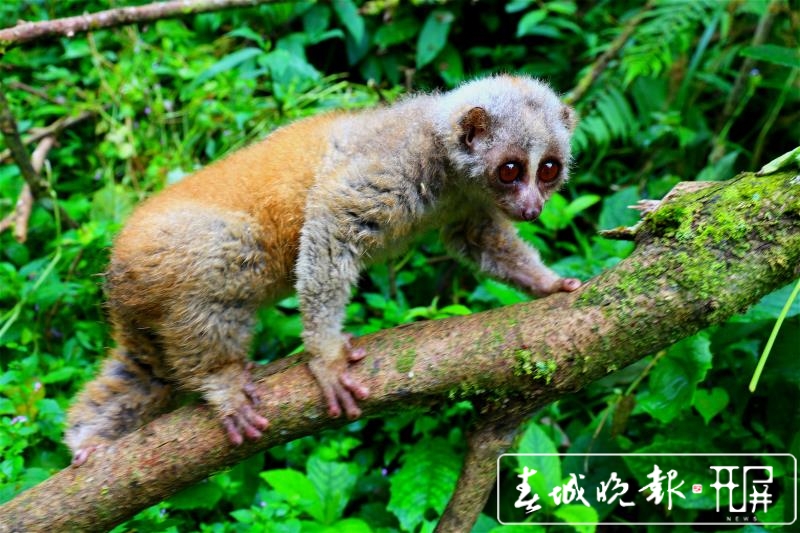 呆萌可爱!滴溜着一双大眼睛 世界濒危动物蜂猴现身保山龙陵(通讯员 郁云江 闫能禄 摄影报道)
