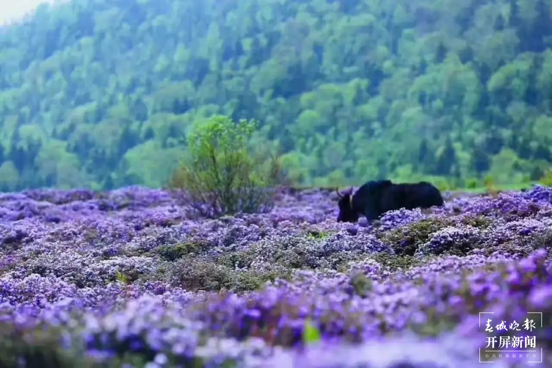 为什么要去香格里拉？