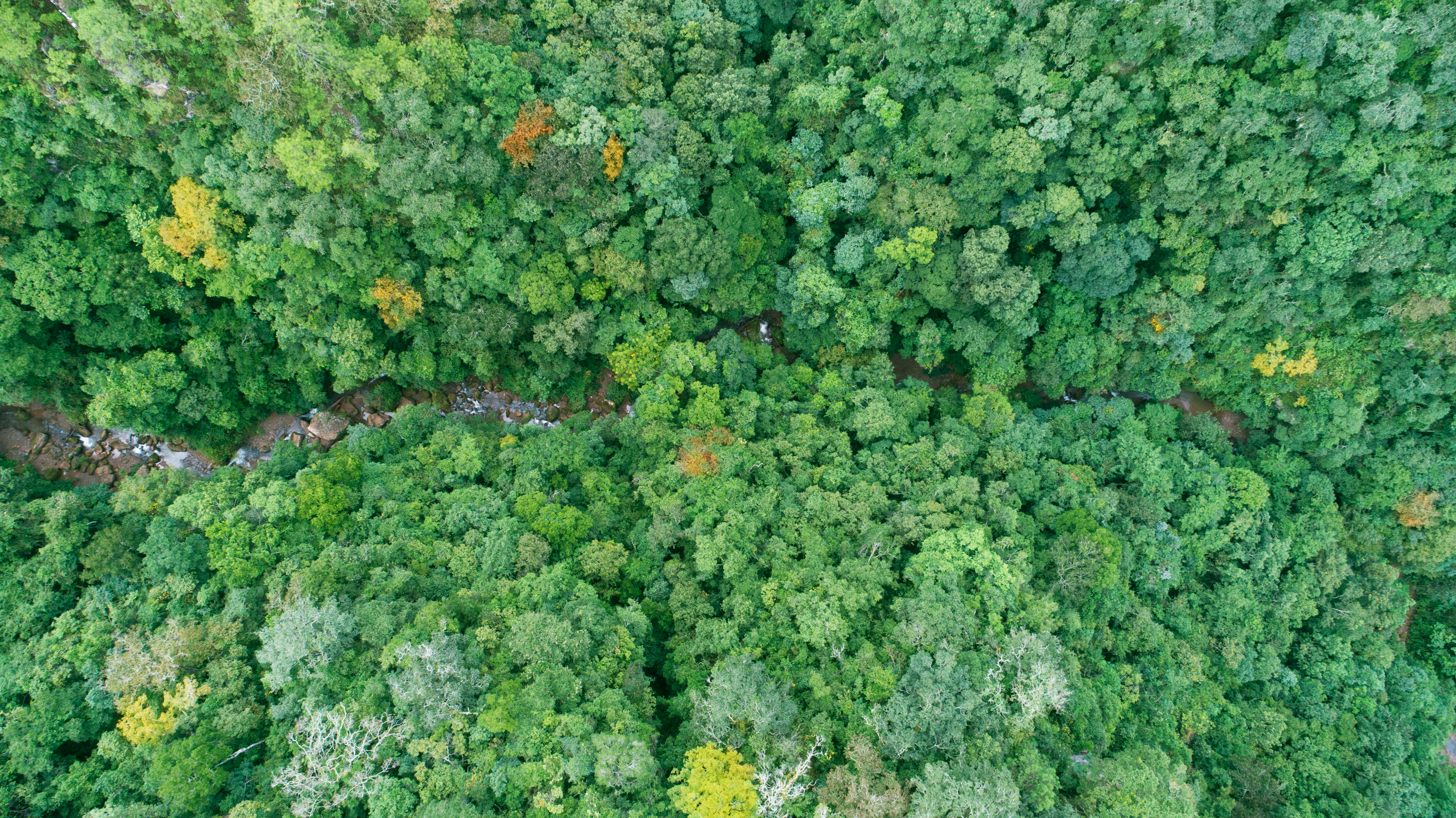 亚洲象（云南省林业和草原局 供图）