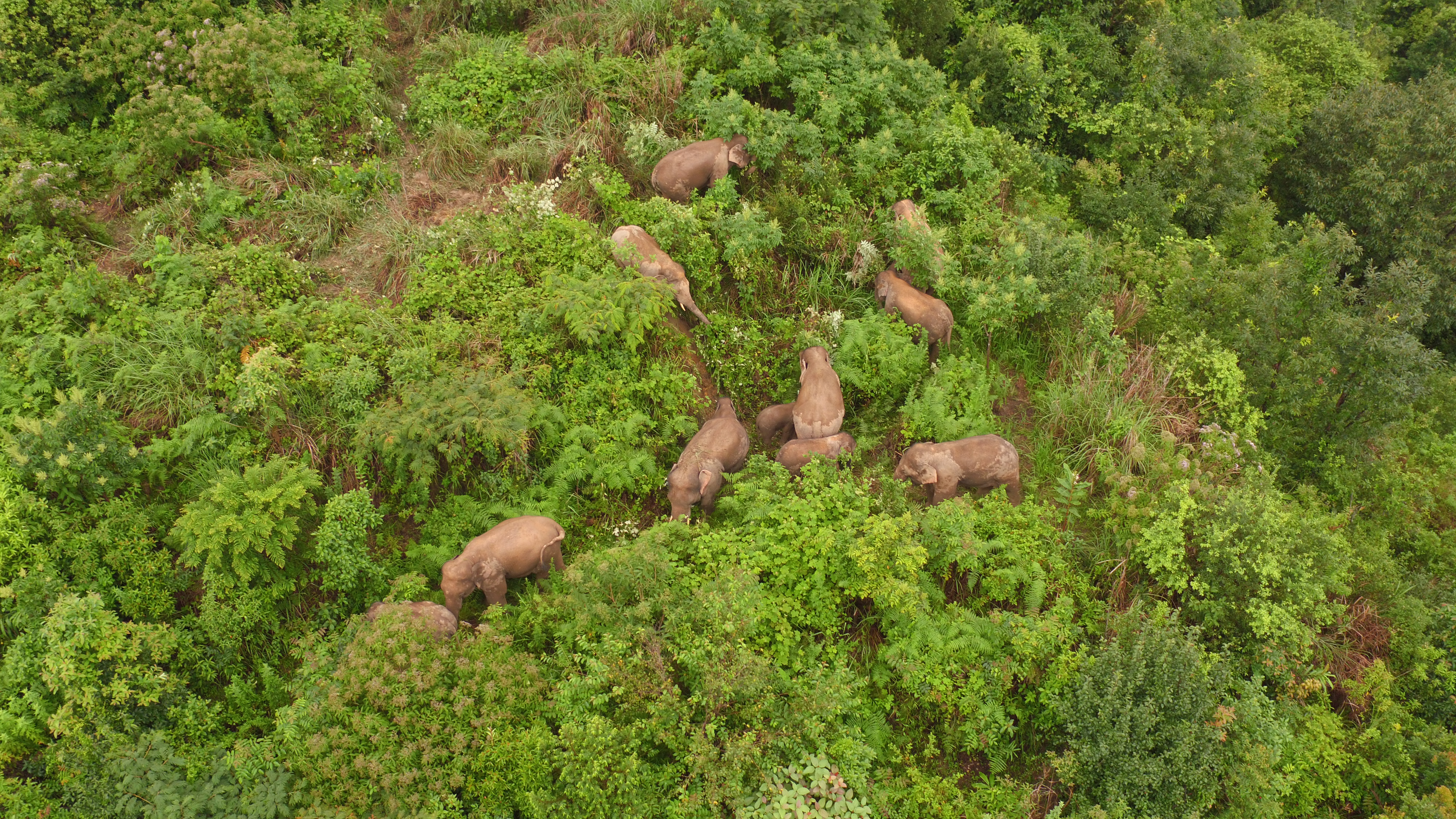 大象（来源：云报客户端（通讯员 王承吉 刀琼芬 魏大良））