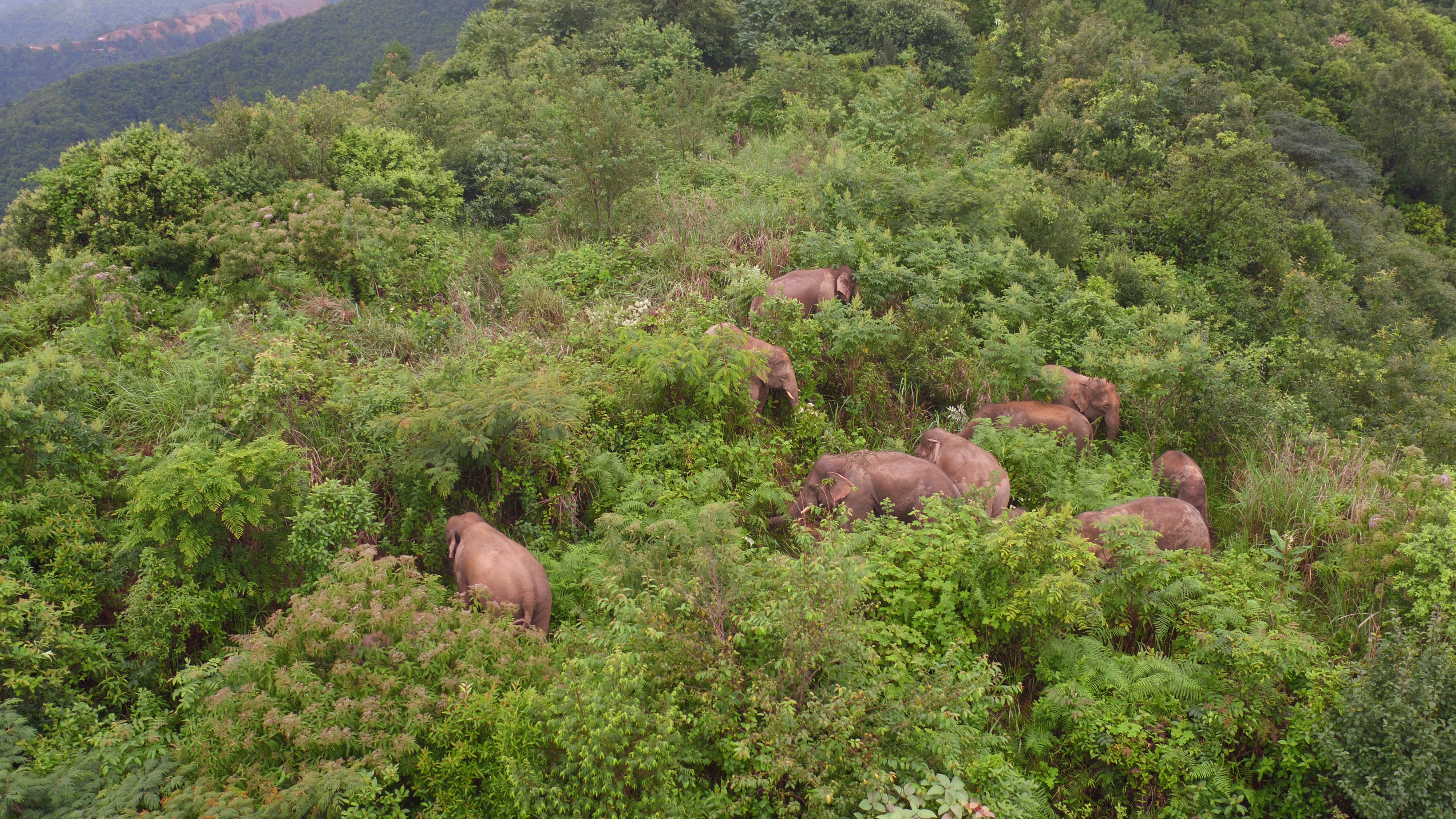 大象（来源：云报客户端（通讯员 王承吉 刀琼芬 魏大良））