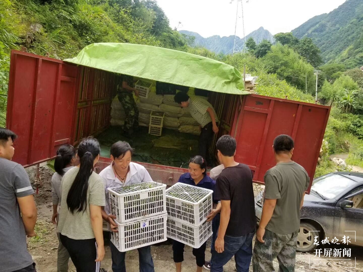 村民种植石斛的积极性很高   赵梦瑶.jpg