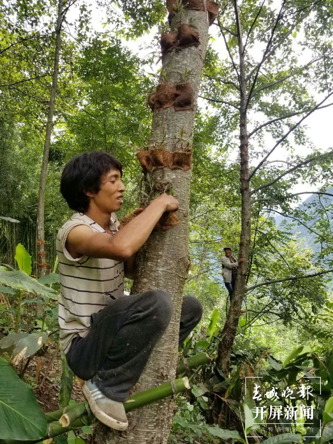 开展石斛信野生种植   赵梦瑶.jpg