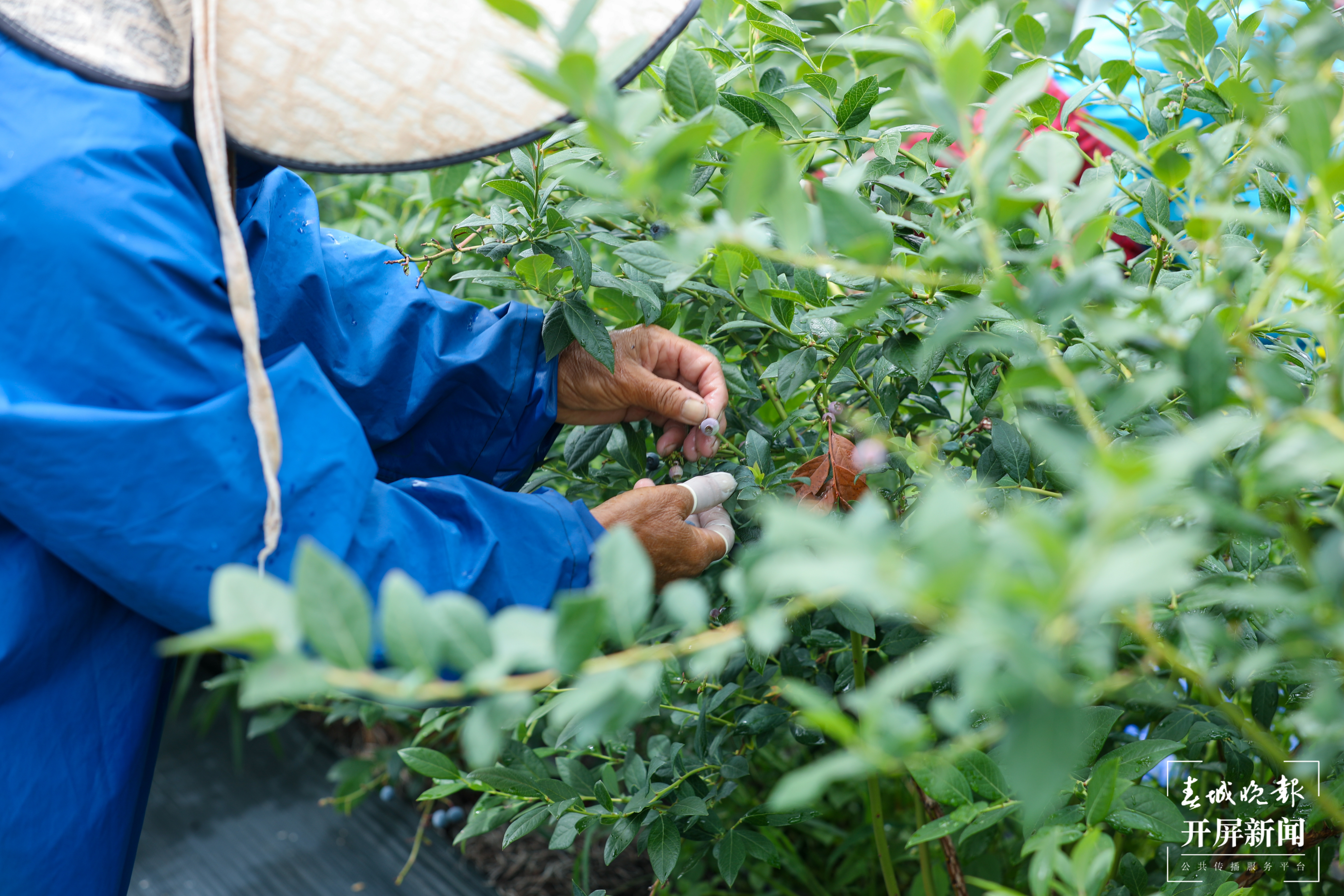 村民小心翼翼采摘蓝莓 刘畅摄.jpg