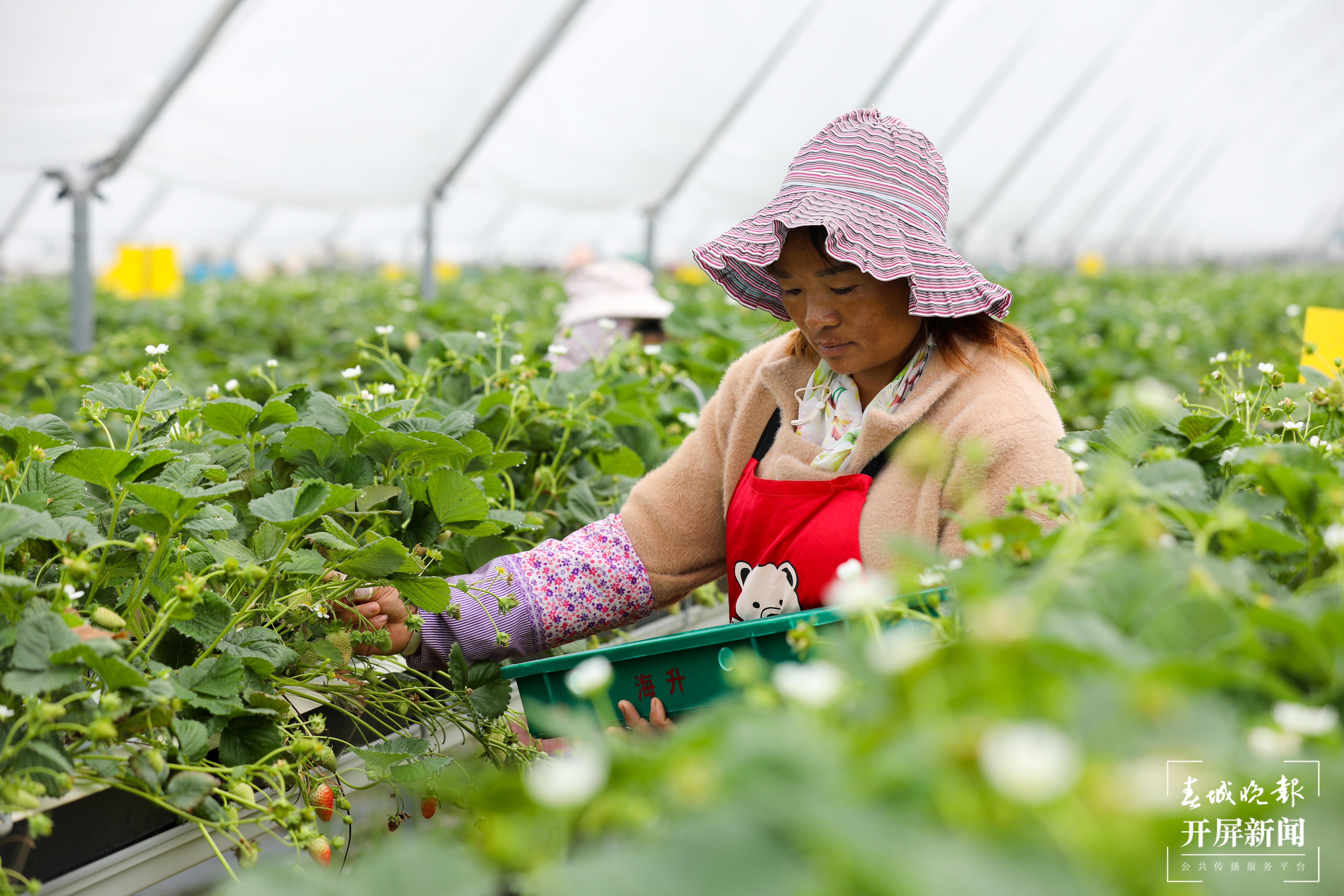 村民在采摘草莓  刘畅摄.jpg