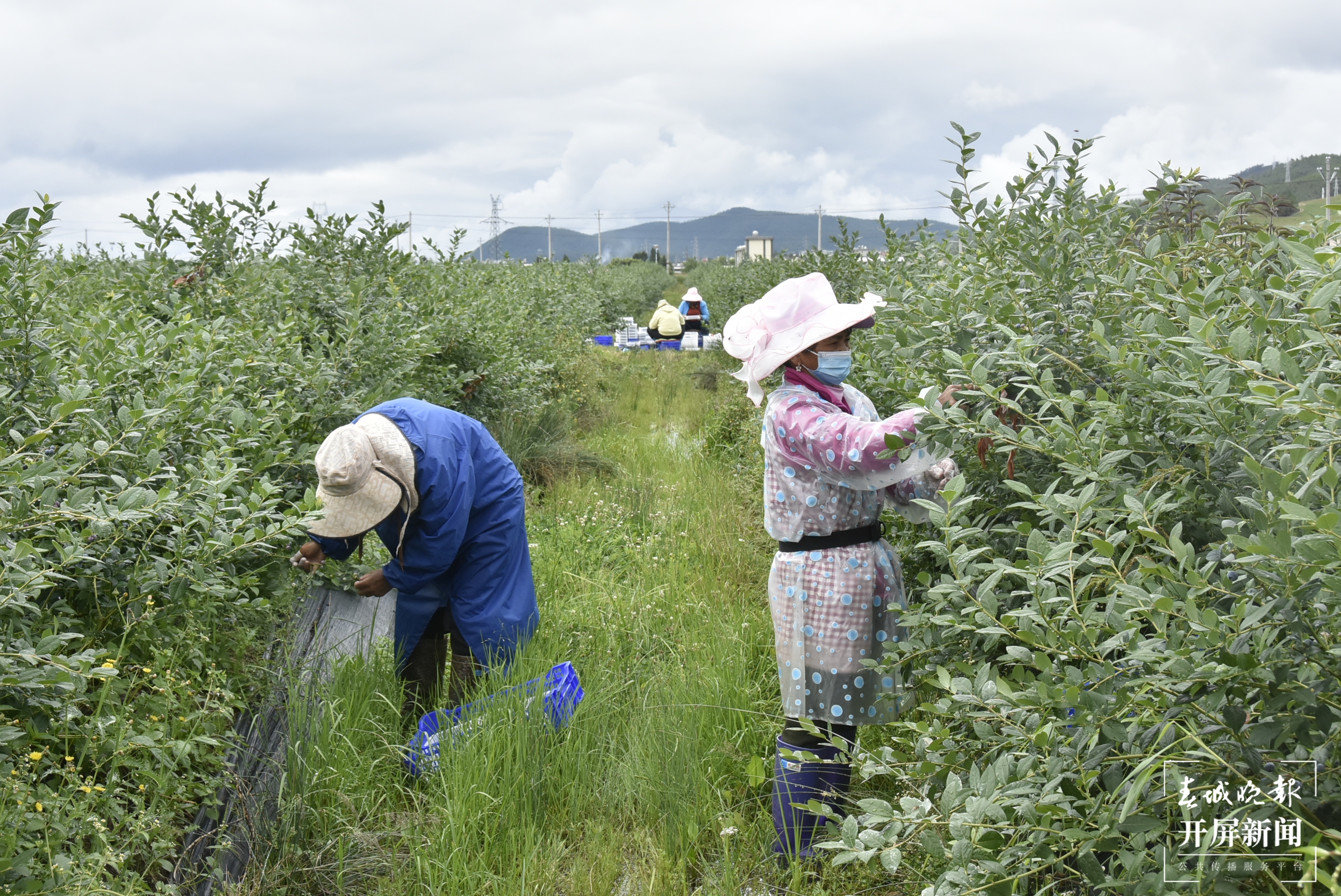 采摘人员采摘蓝莓.JPG