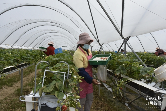 务工人员戴着指套采摘.JPG