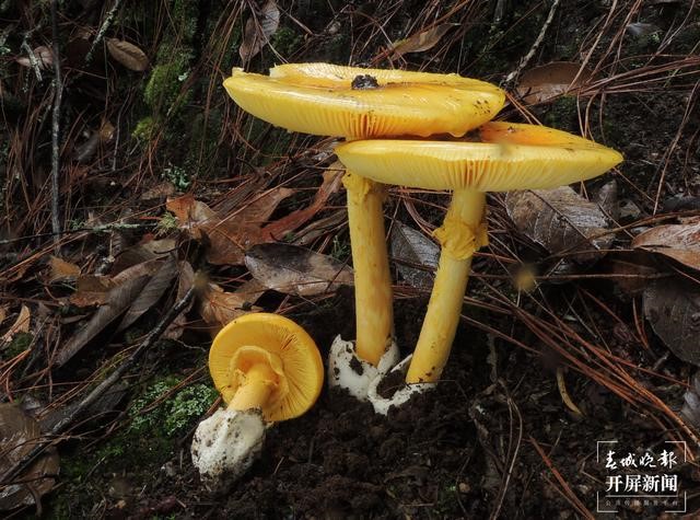 【万物滇行】我是菌瘿伞，掌握 “移花接木”大法的杀手！爱我，你怕了吗？