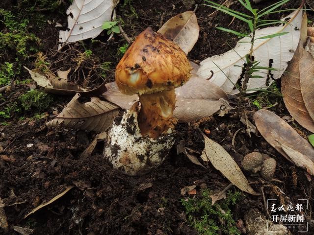 【万物滇行】我是菌瘿伞，掌握 “移花接木”大法的杀手！爱我，你怕了吗？