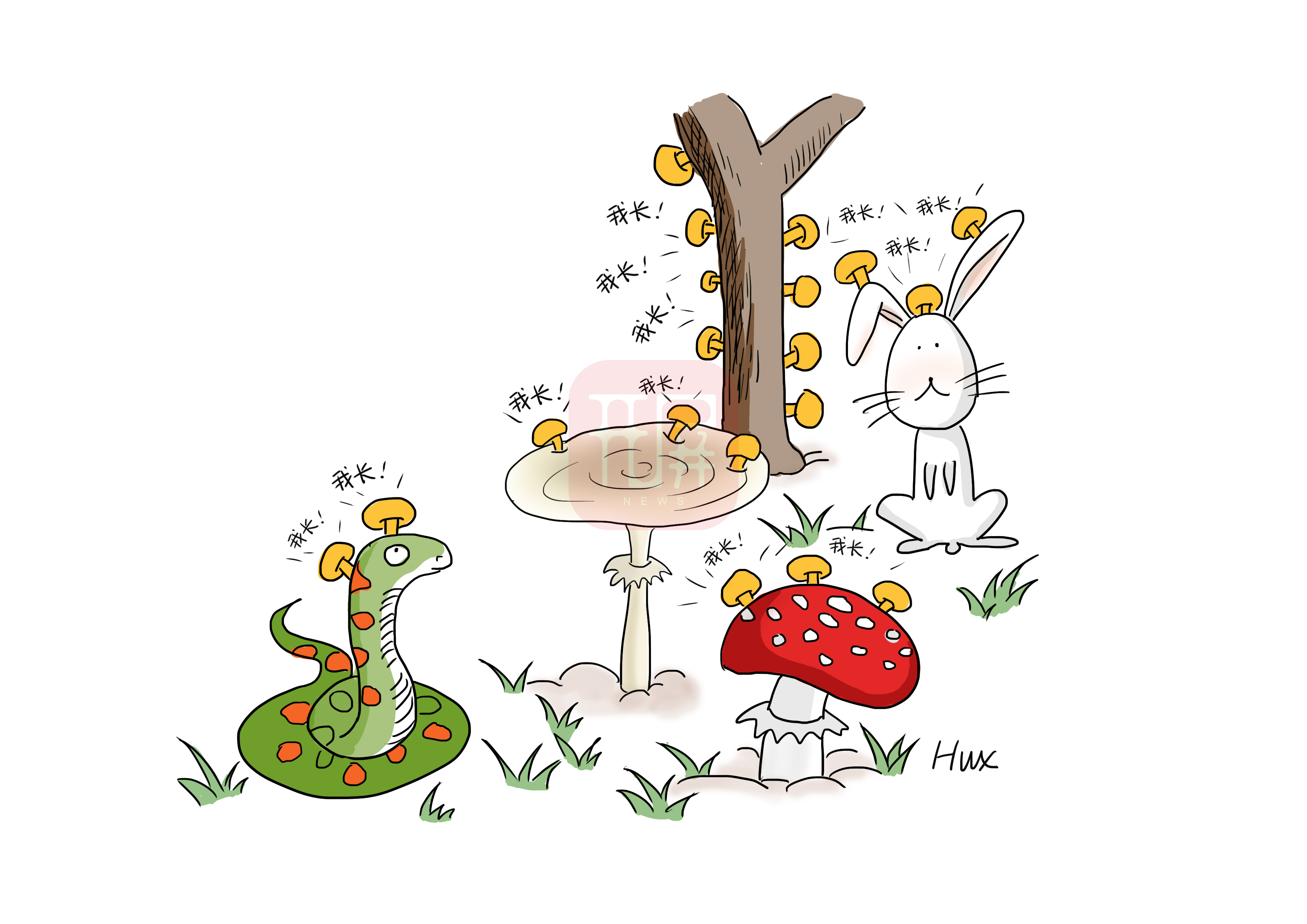 【万物滇行】我是菌瘿伞，掌握 “移花接木”大法的杀手！爱我，你怕了吗？