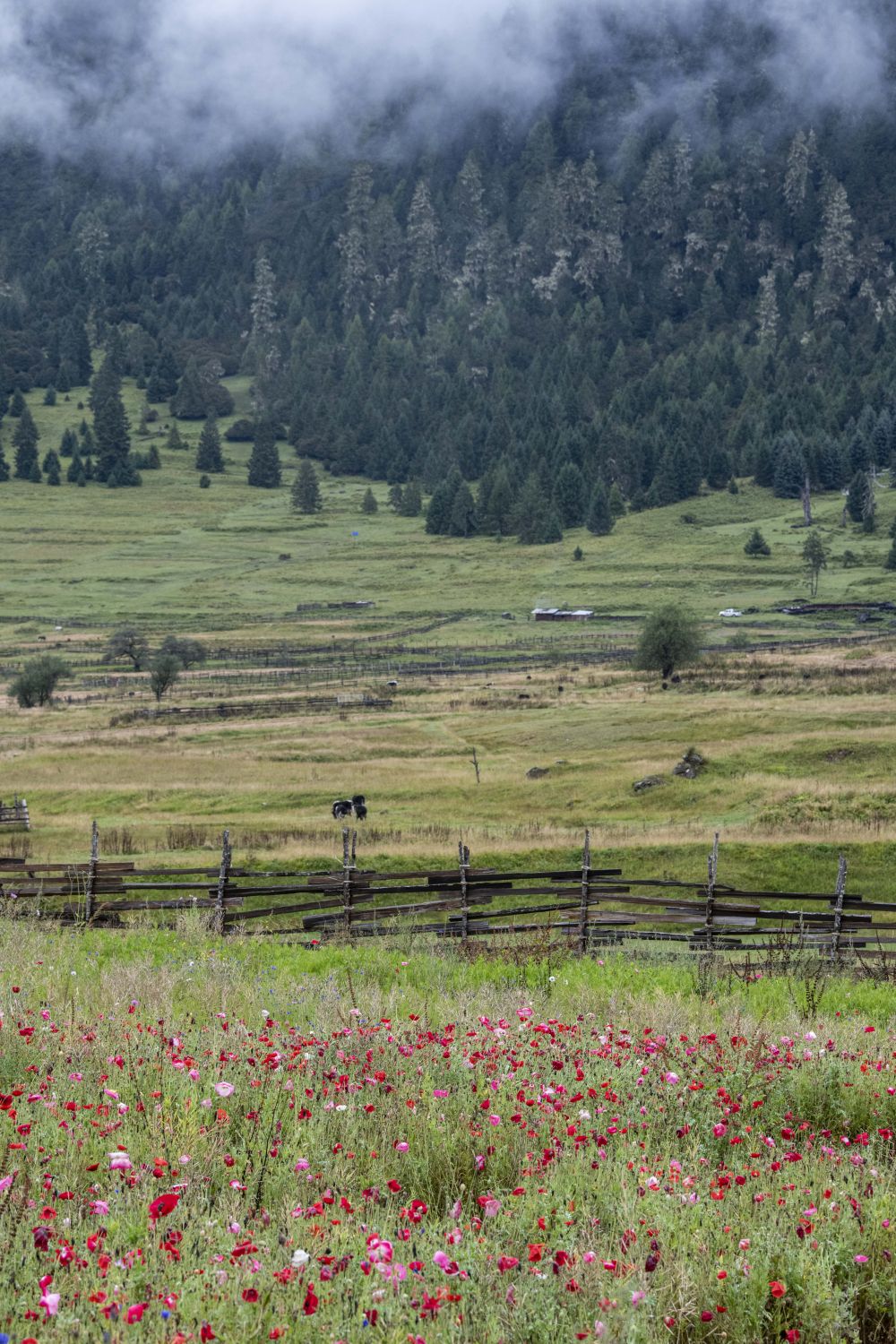 跟随卫星，领略神奇的“西藏江南”