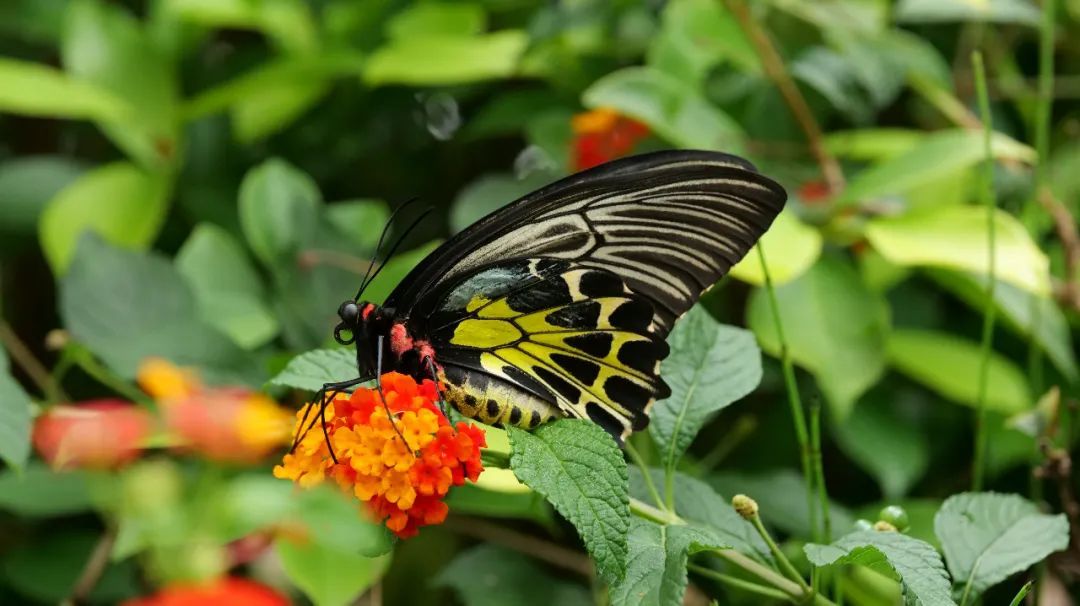中国最大最美的蝴蝶在云南这里2.jpg