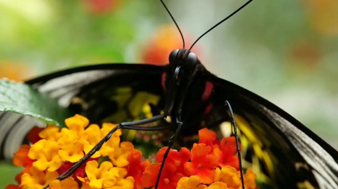 中国最大最美的蝴蝶在云南这里1.jpg