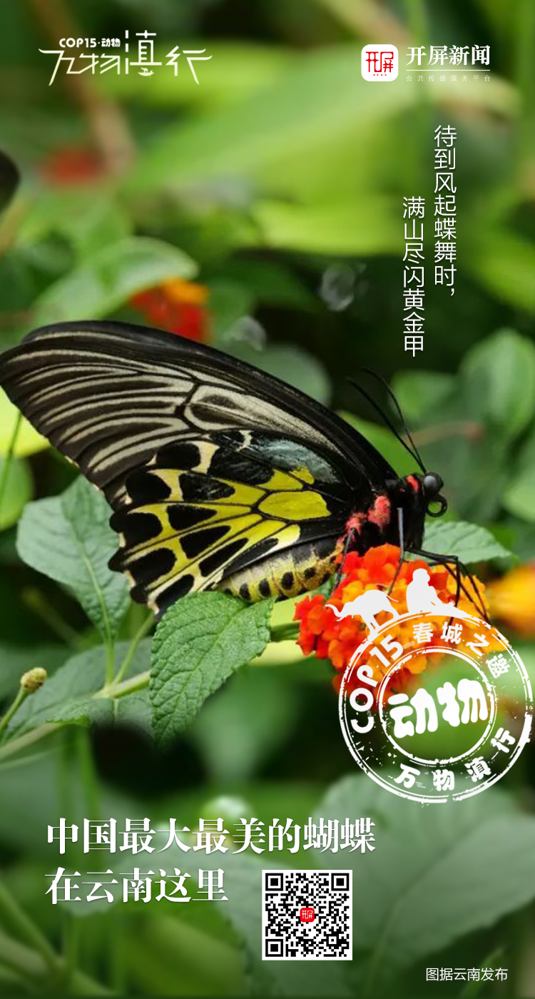 万物滇行 金裳凤蝶