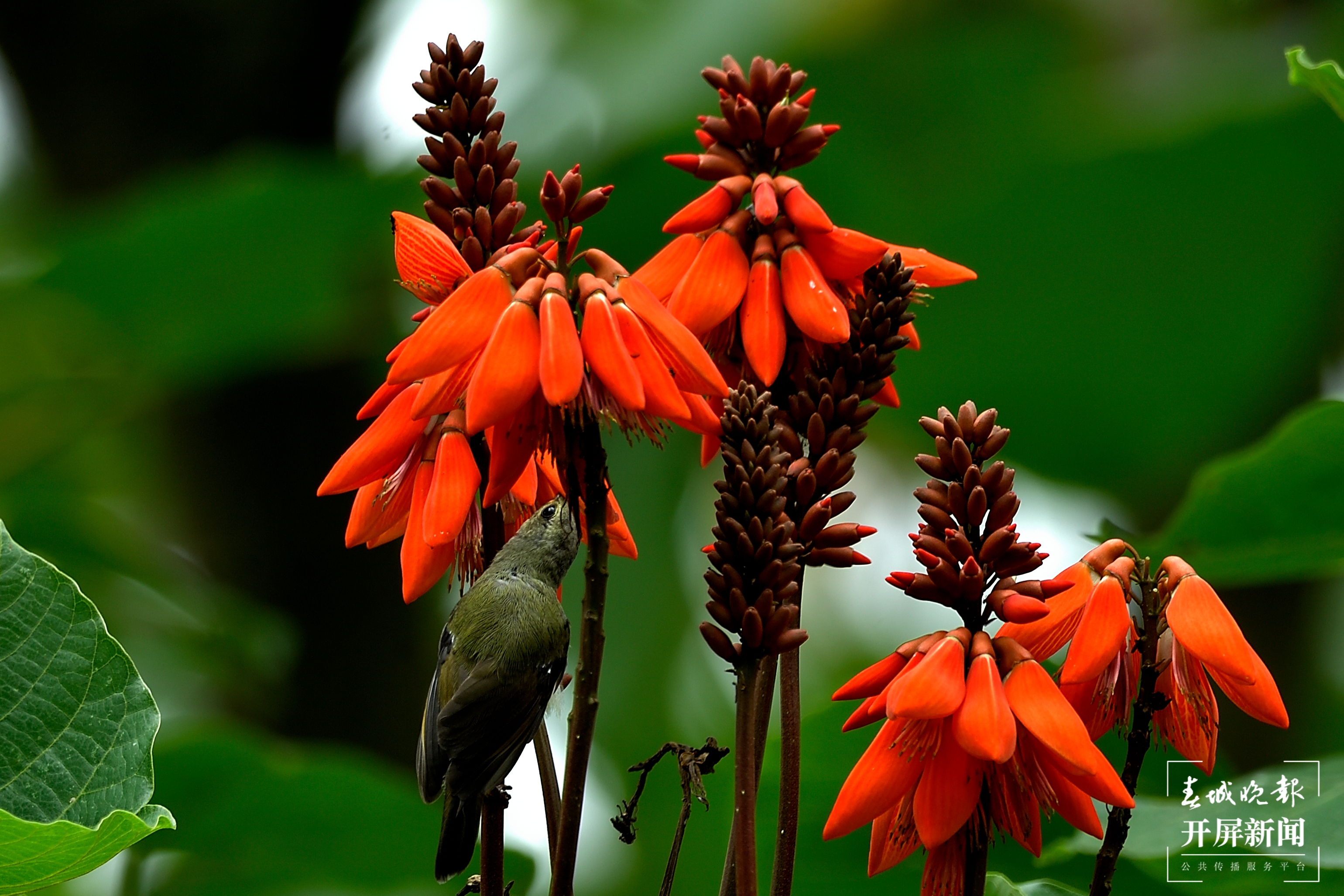 【民族团结进步看怒江】泸水市三河村：生态致富“点绿成金”