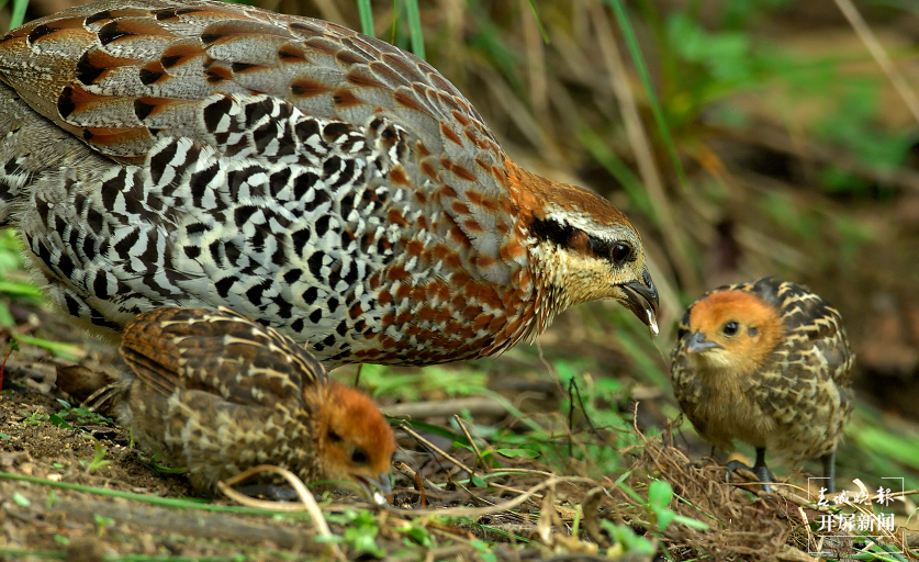 【民族团结进步看怒江】泸水市三河村：生态致富“点绿成金”