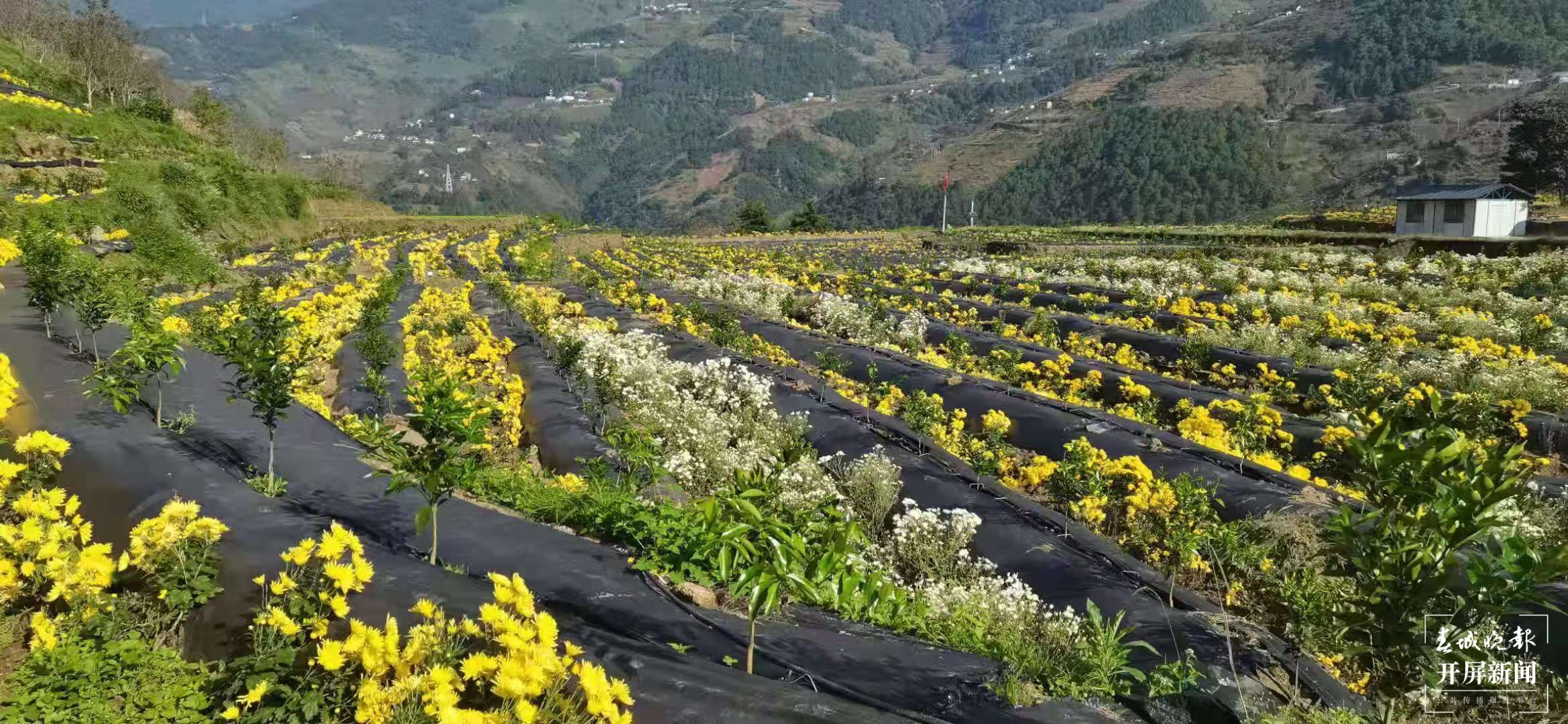 【民族团结进步看怒江】老窝村：“多多橘园”助力群众致富