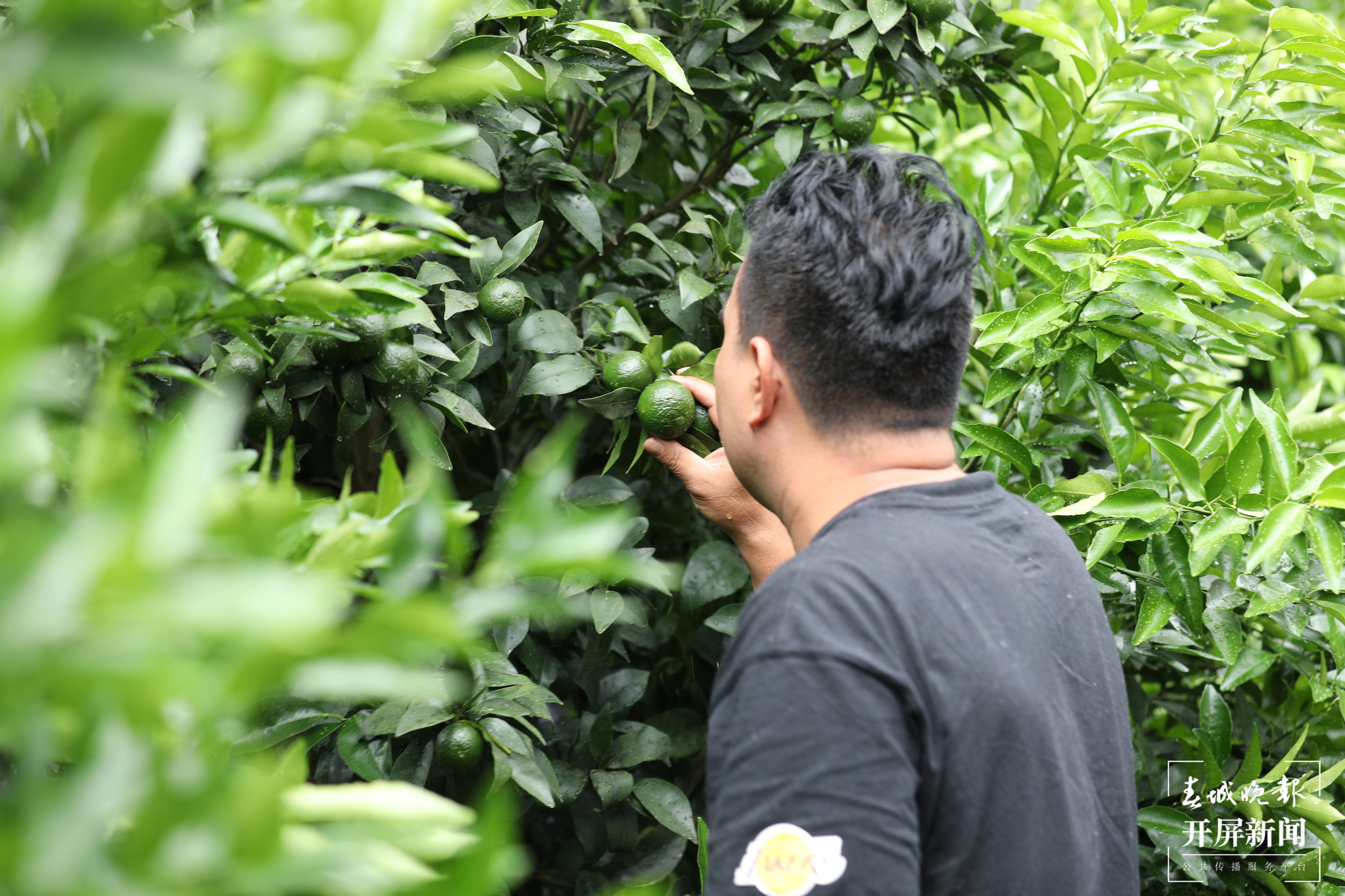 【民族团结进步看怒江】老窝村：“多多橘园”助力群众致富