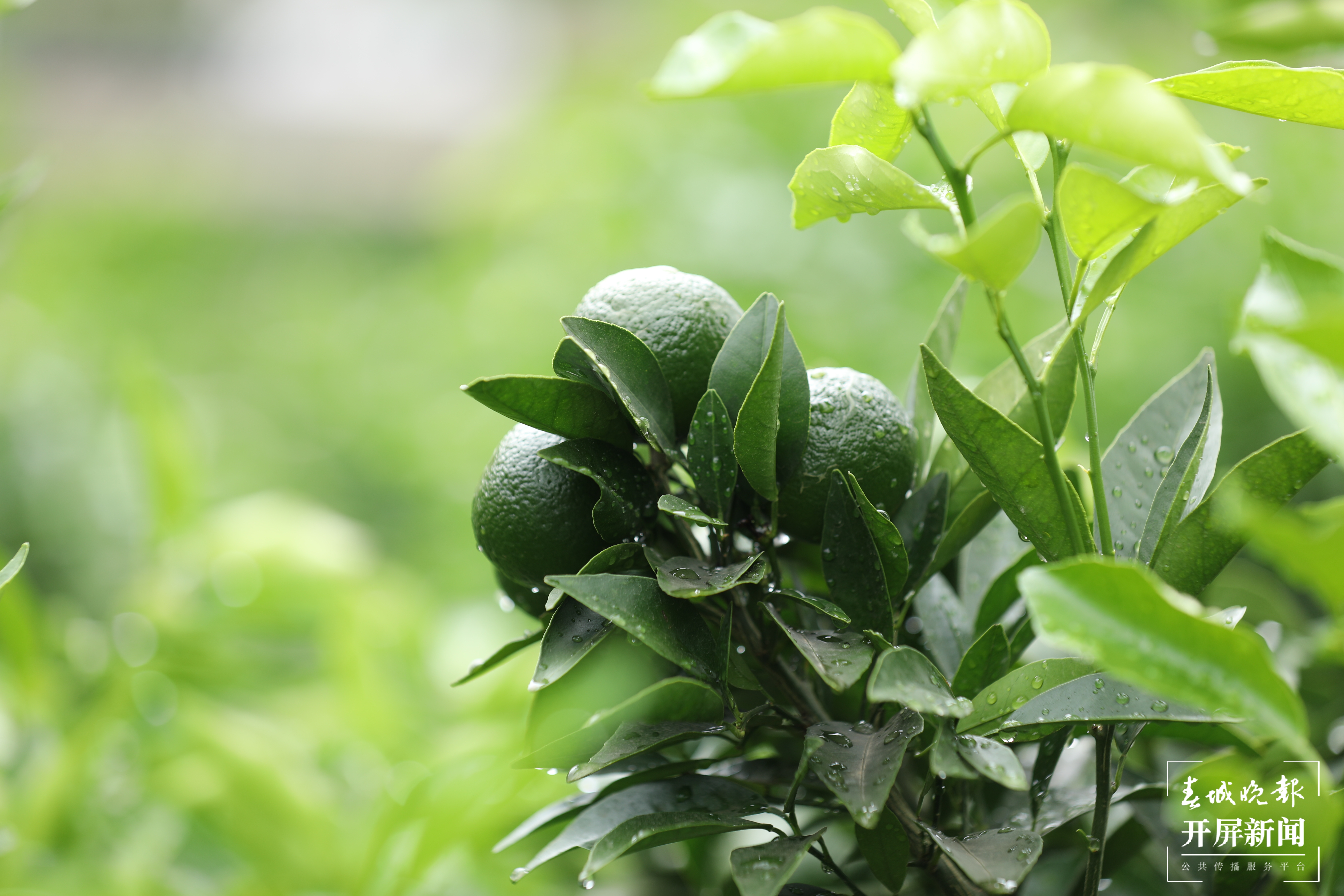 【民族团结进步看怒江】老窝村：“多多橘园”助力群众致富