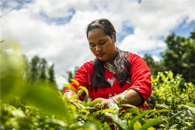 奋力绘就阿佤山美丽新画卷 新华社4.jpg