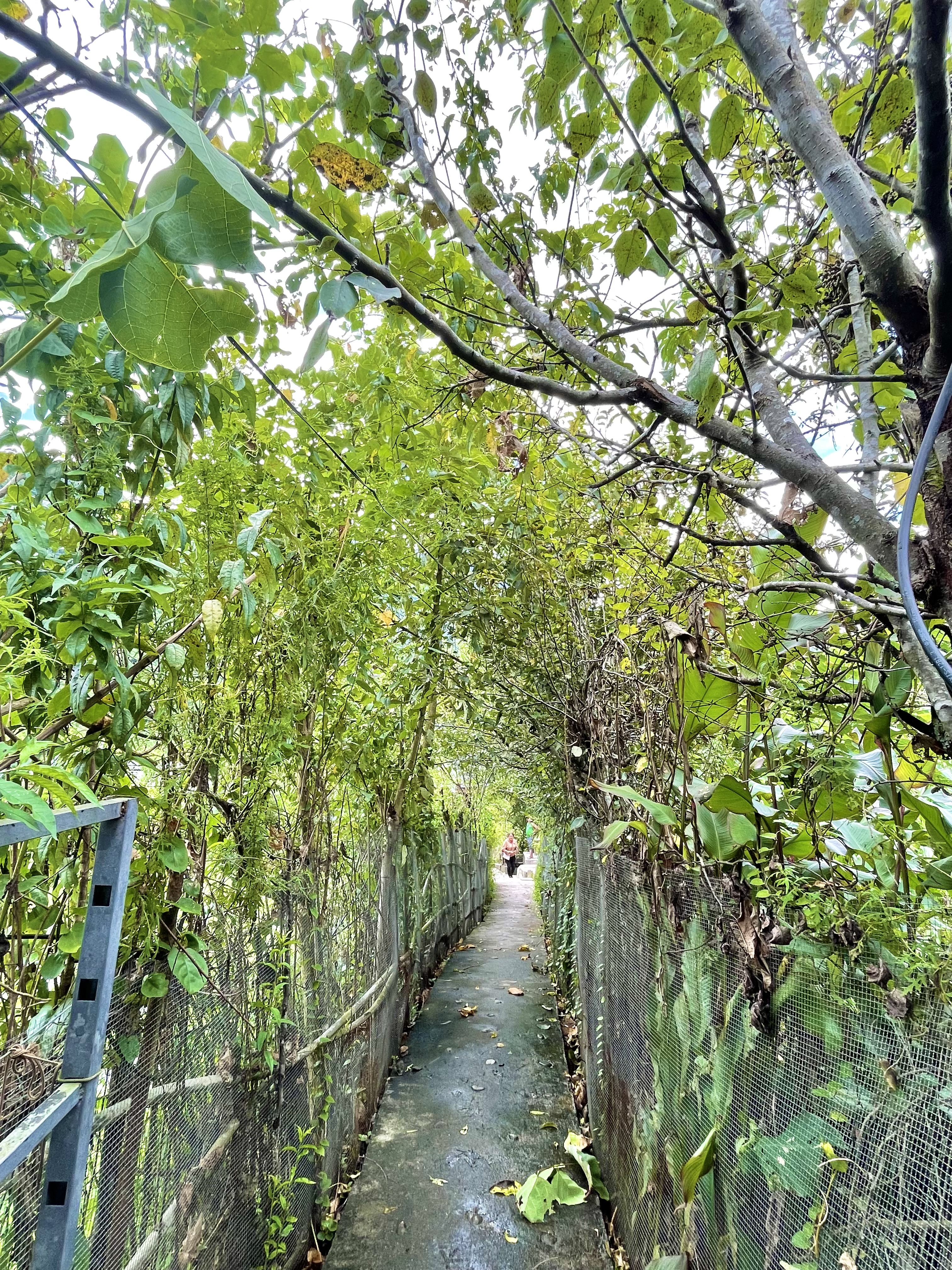 村里的林荫小道 赵丽槐摄.JPG