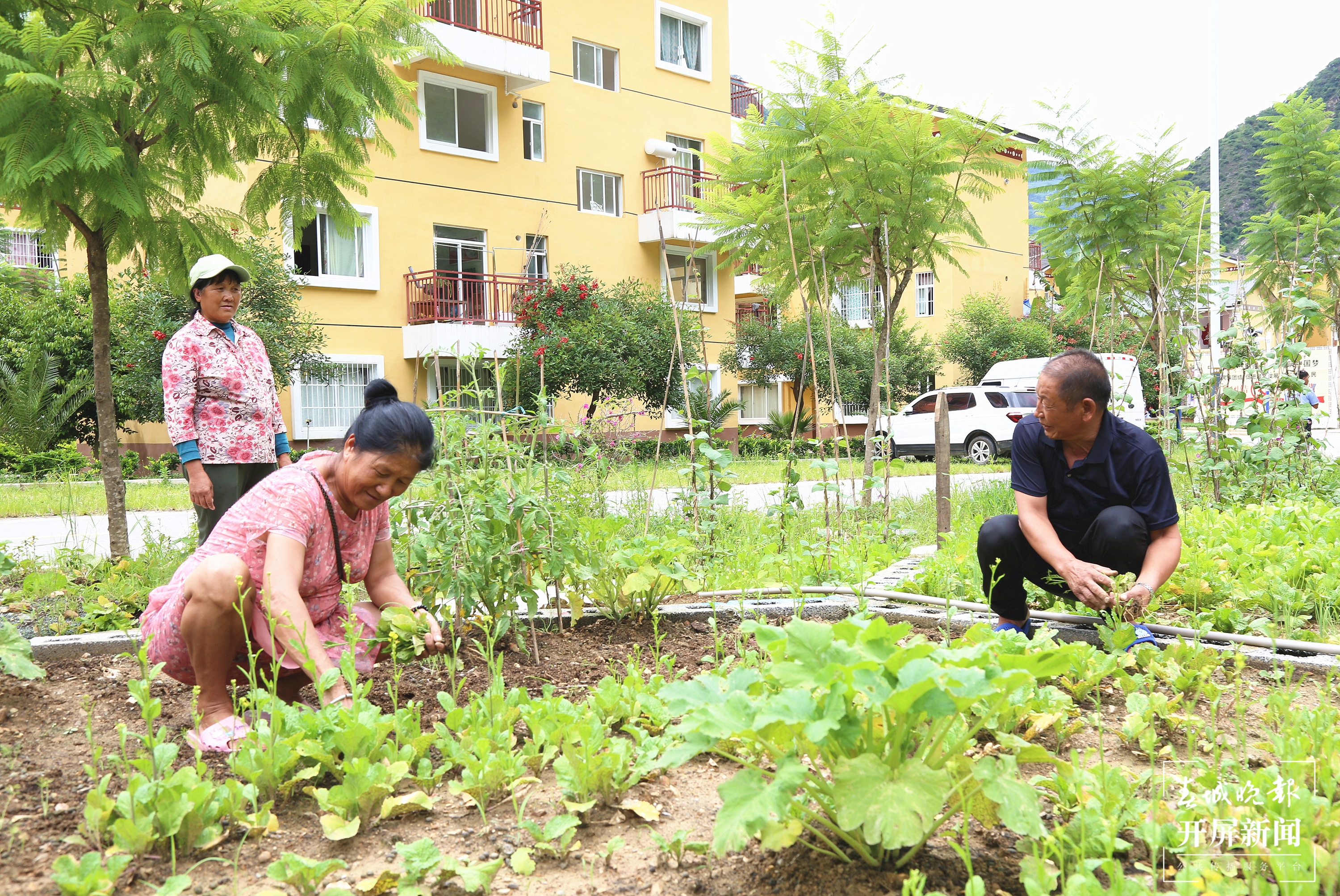 【民族团结进步看怒江】方寸间“微菜园”，社区里“大民生”