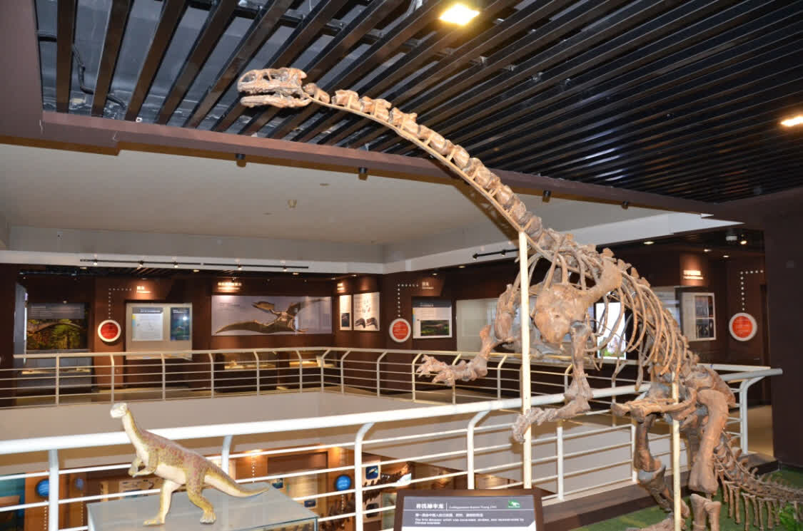 许氏禄丰龙 图据中科院古脊椎所网站