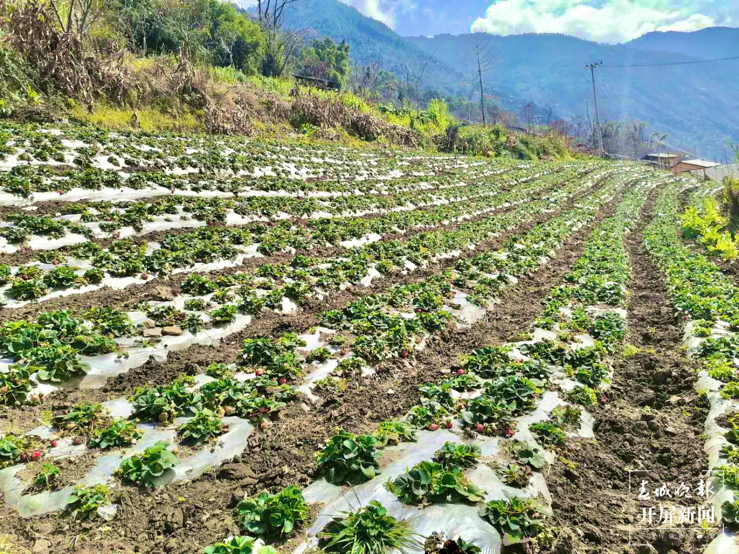 茨开镇草莓种植基地 供图.PNG