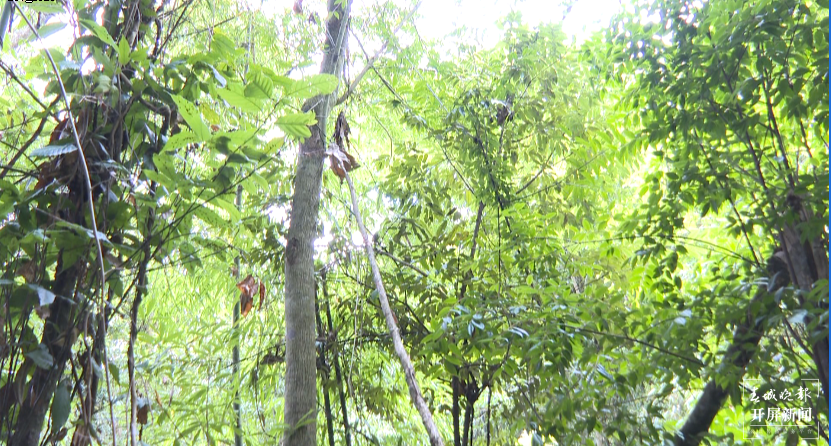 文山发现近千株植物界“大熊猫”——伯乐树（春城晚报-开屏新闻记者 夏体雷 通讯员 梁思雯 摄）