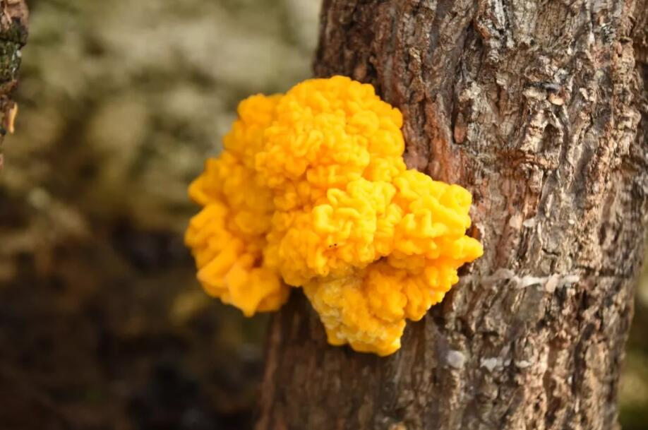 万物滇行真菌 金耳（图据云报客户端）