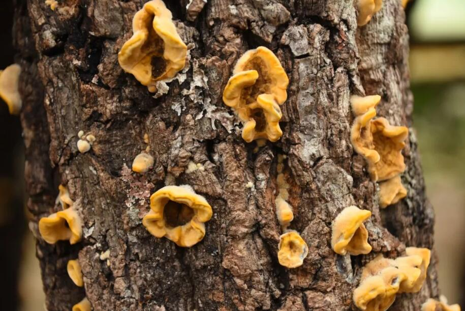 万物滇行真菌 金耳（图据云报客户端）