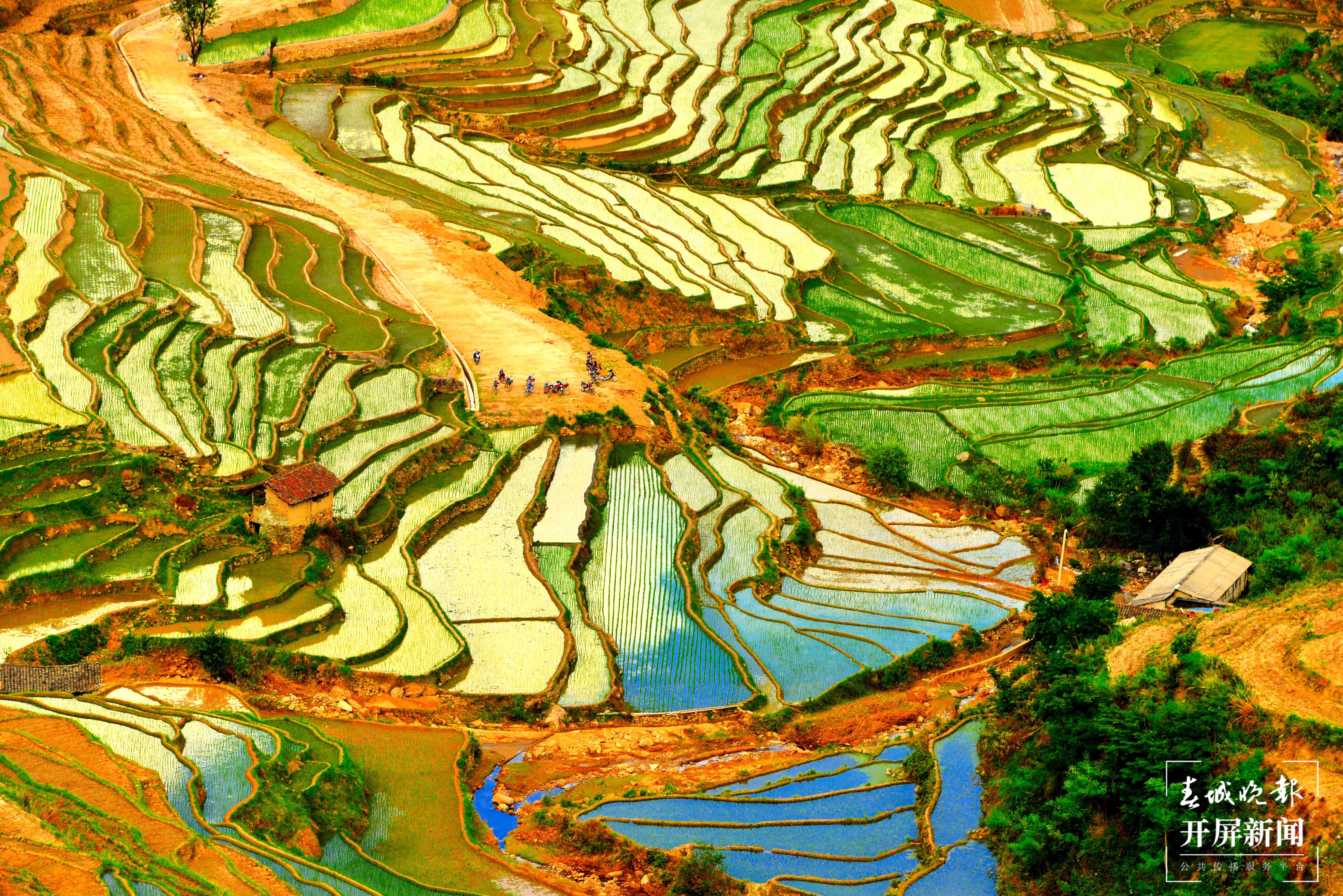 P300 阿背寨梯田之夏  吴再忠摄 (1).jpg