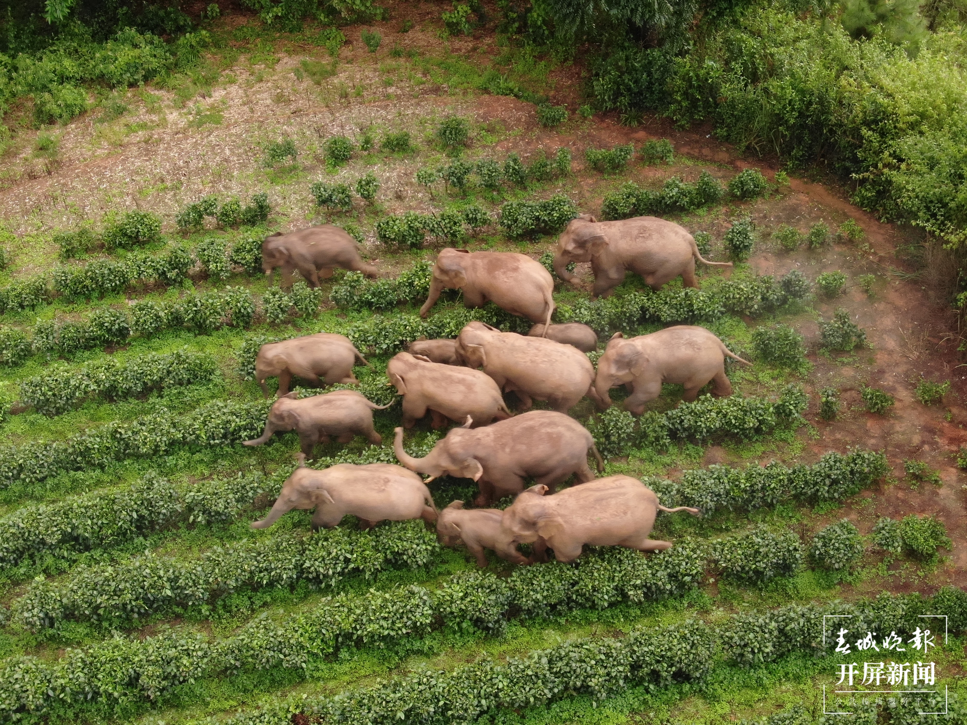 北移亚洲象群搜寻监测任务转入常态化监测管理 (7).jpg