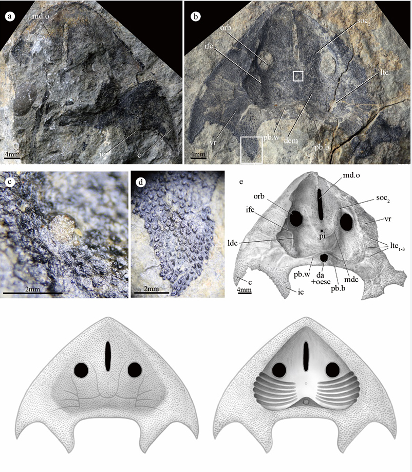 刘氏镰角鱼生态复原图（郭肖聪绘）
