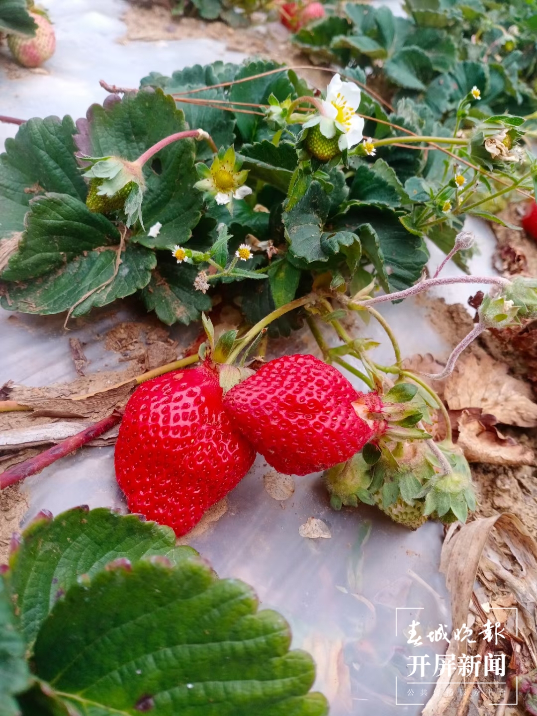 红红的草莓 甜甜的味道.jpg