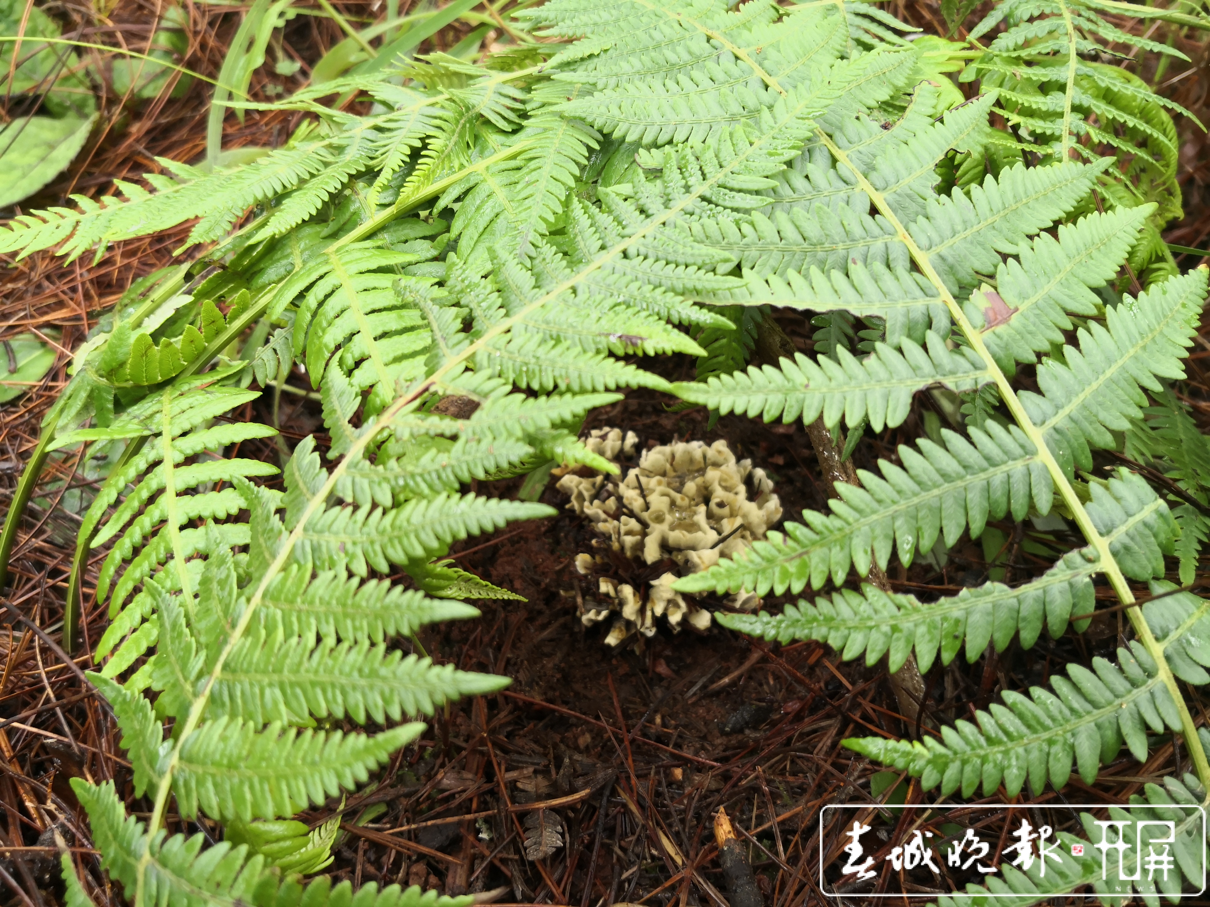 干巴菌能人工促产，专家建议把野生菌作产业抓 (8).jpg