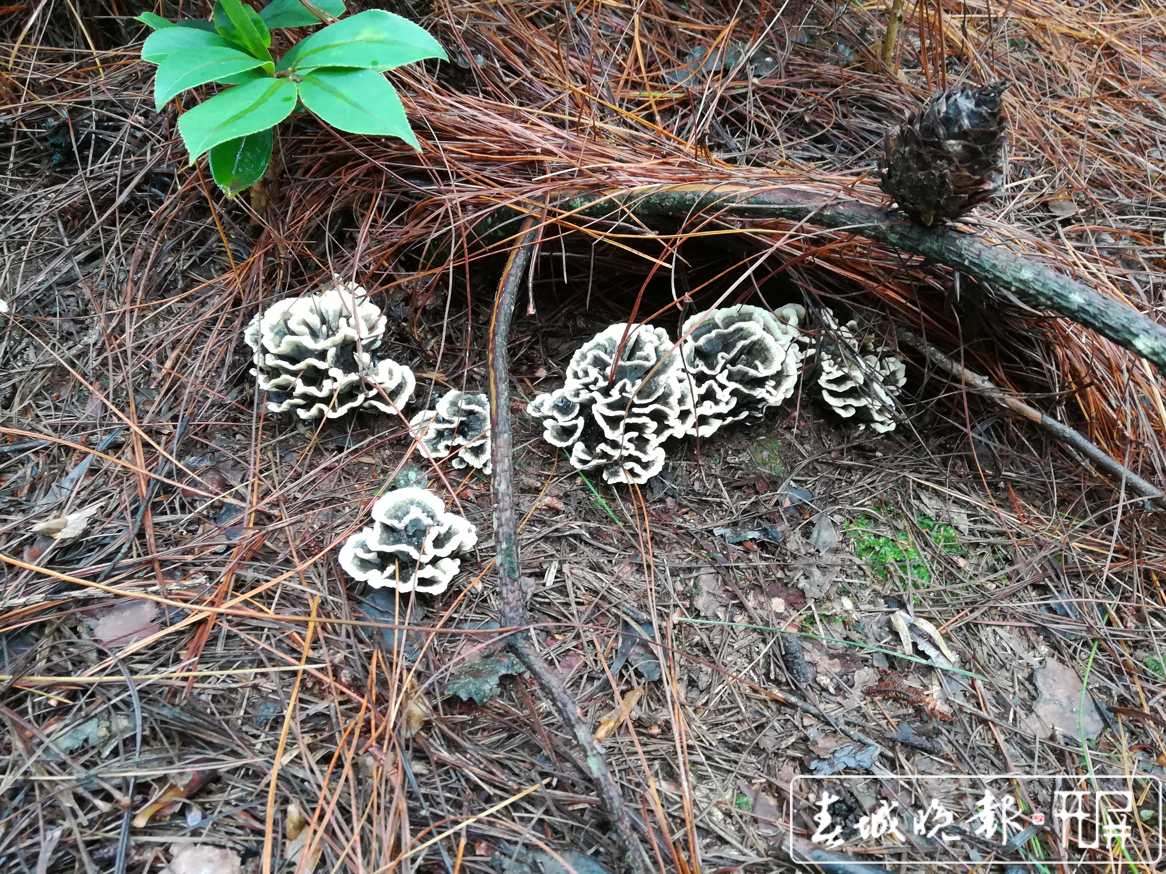 干巴菌能人工促产，专家建议把野生菌作产业抓 (2).jpg