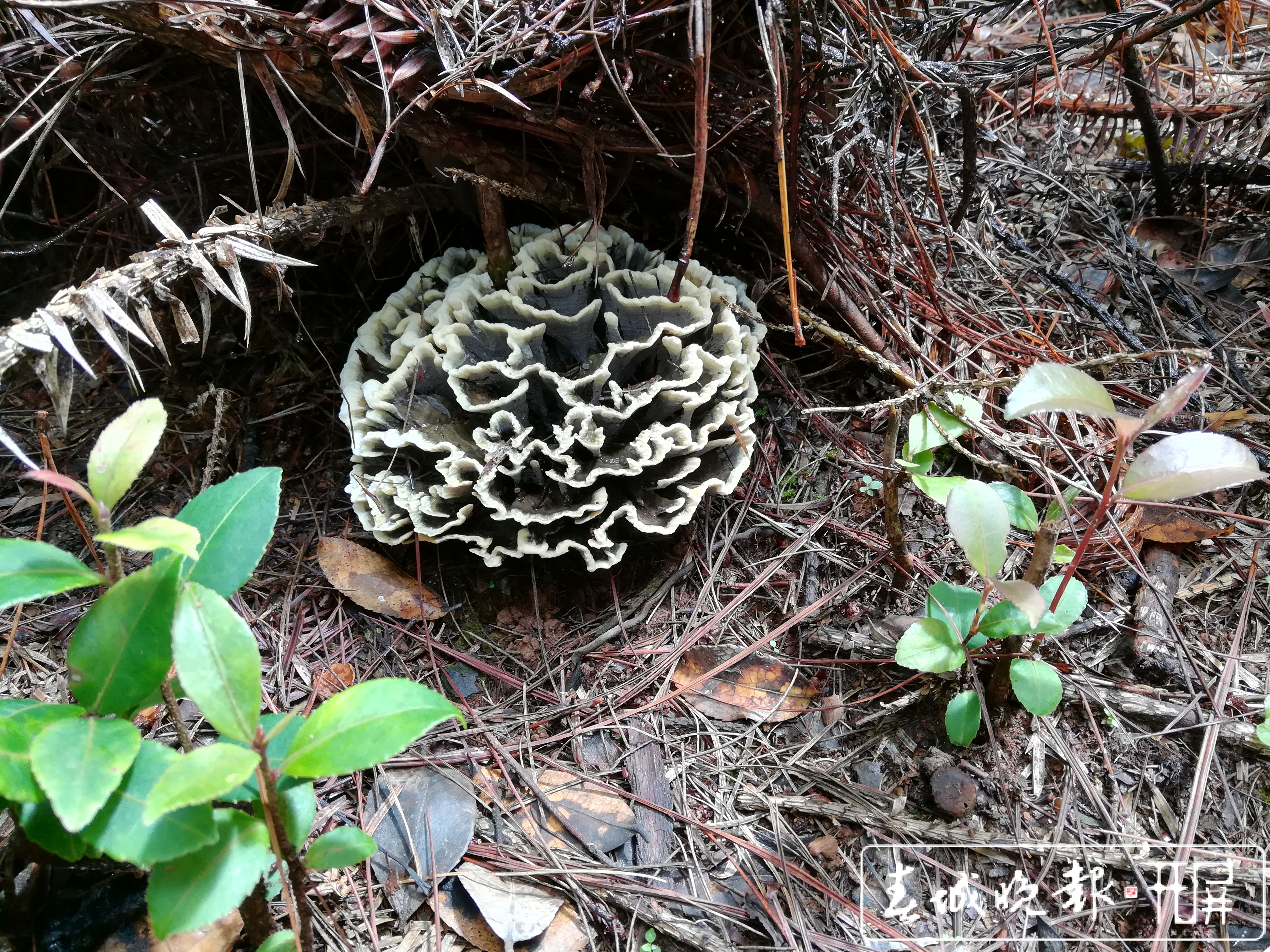 干巴菌能人工促产，专家建议把野生菌作产业抓 (1).jpg
