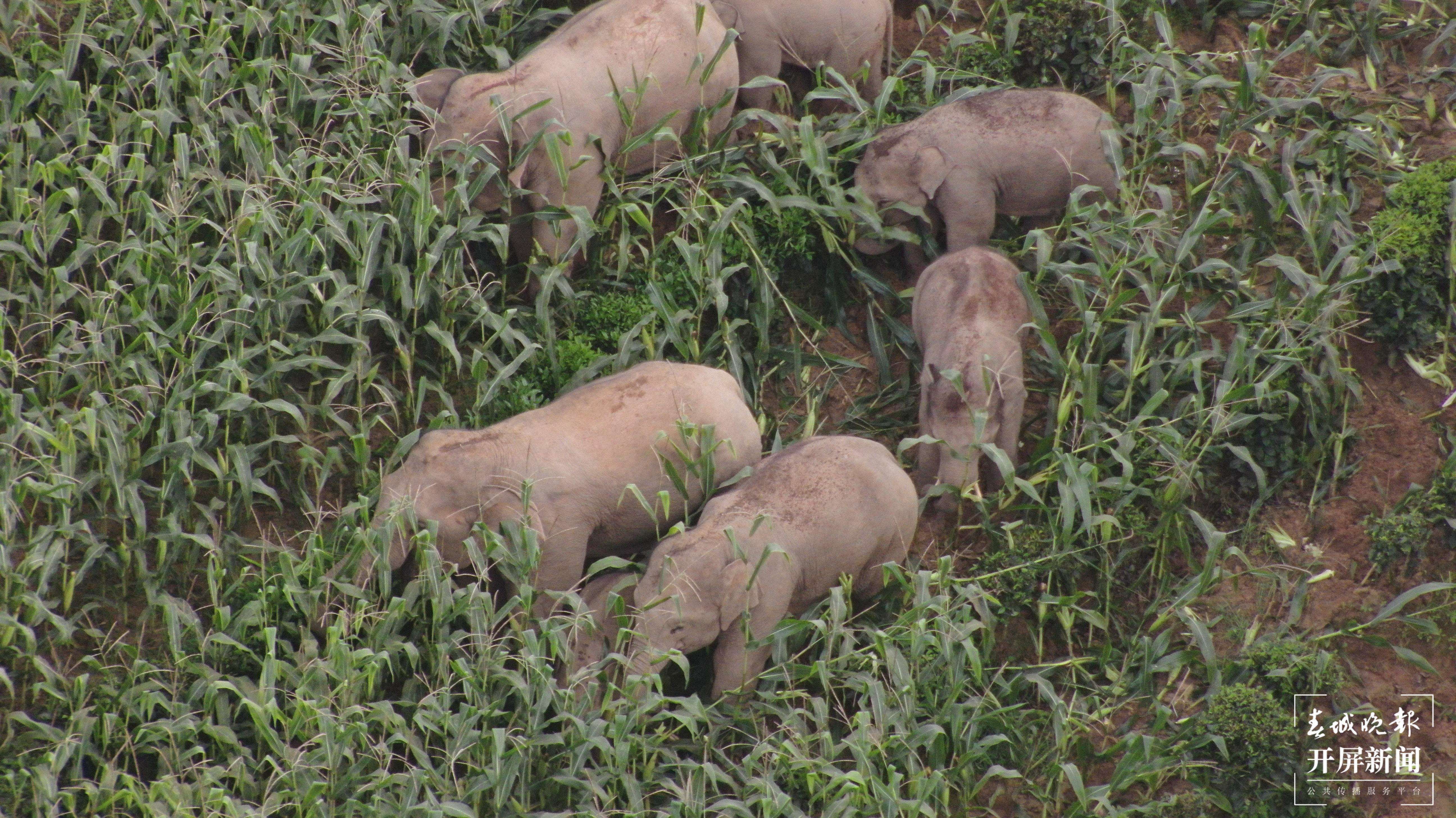 北移亚洲象群跨过阿墨江 杨质高 通讯员 何有刚 李昔峻 鲁皖阳 摄