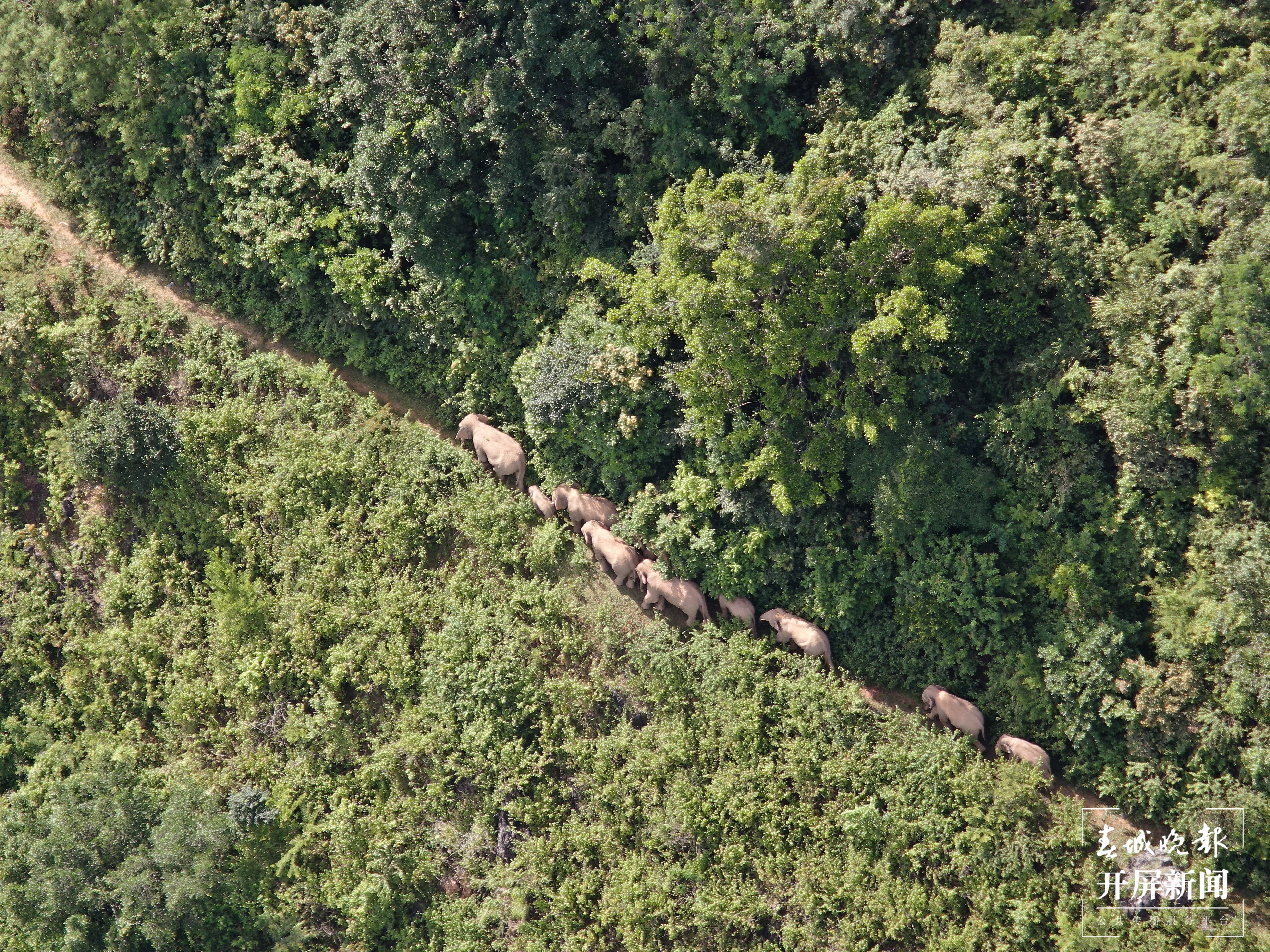 北移亚洲象群跨过阿墨江 杨质高 通讯员 何有刚 李昔峻 鲁皖阳 摄