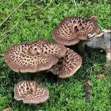 虎掌菌（图据昆明文旅）